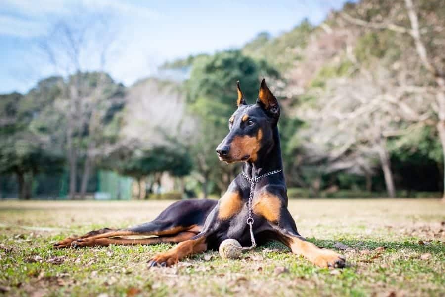 Doberman dog