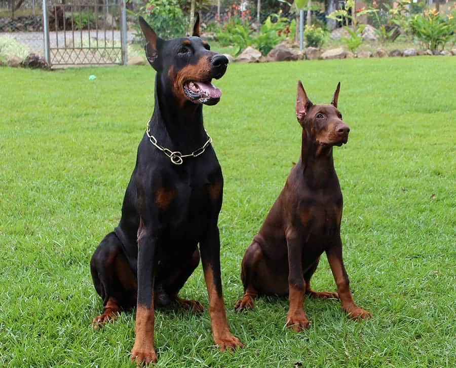 two doberman pinschers sitting in the grass