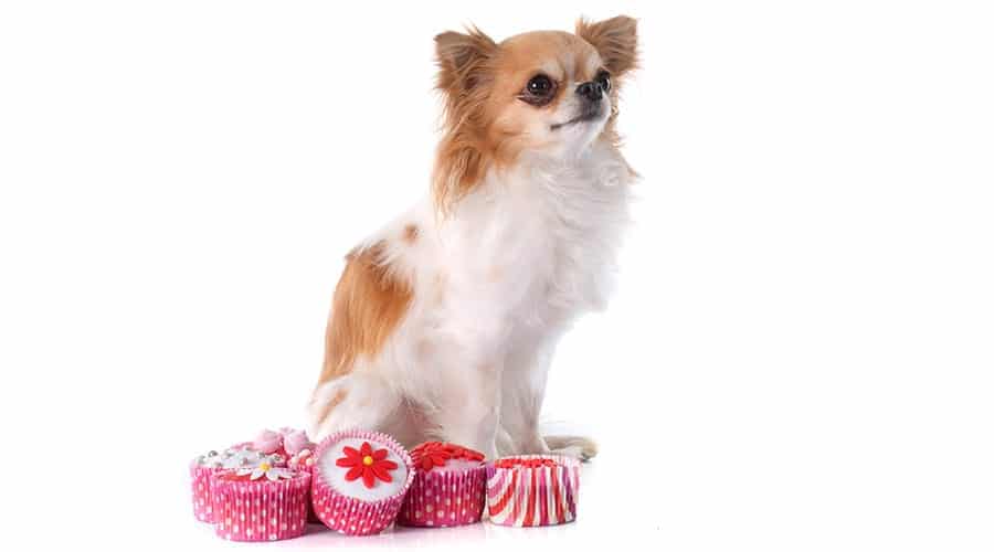 dog cupcake recipes