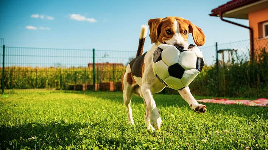 sports dog names - dog with soccer ball