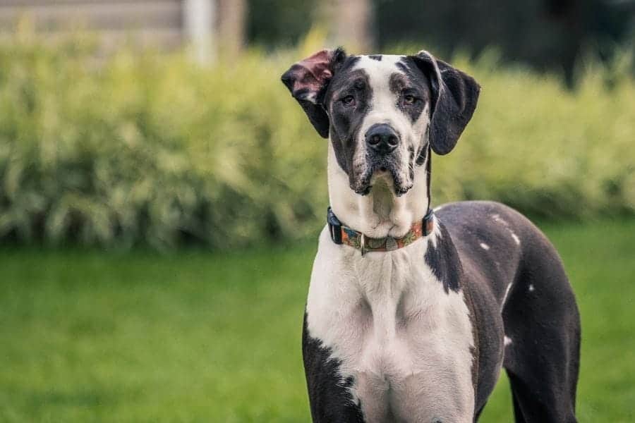 Great Dane names