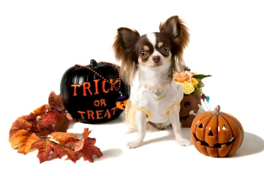 Halloween dog names