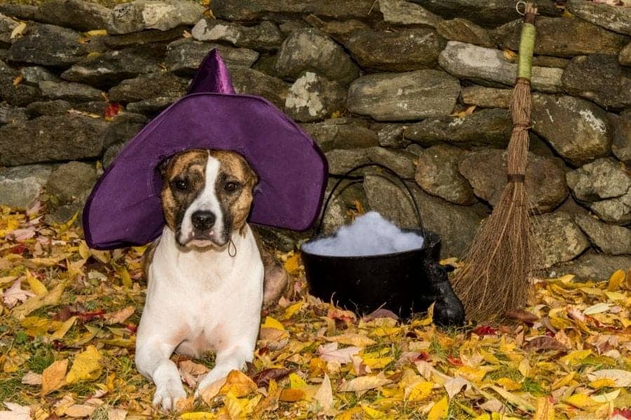 Witch canine