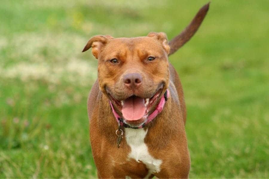 Red dog running in the grass