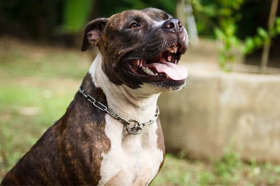 black and white dog panting