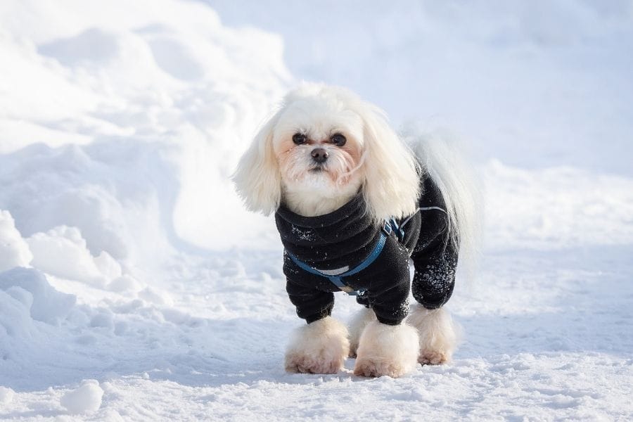 Dog in snow