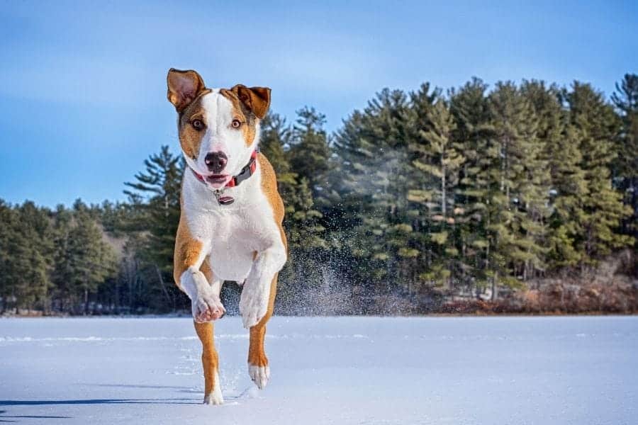 Running dog 