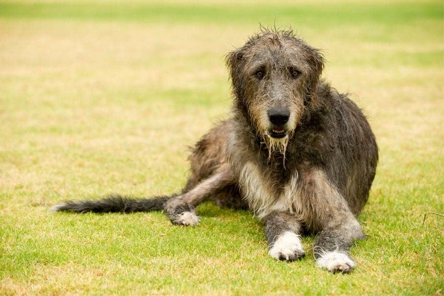 Scruffy dog