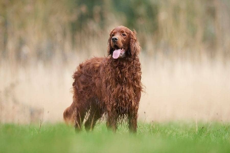 Irish Setter