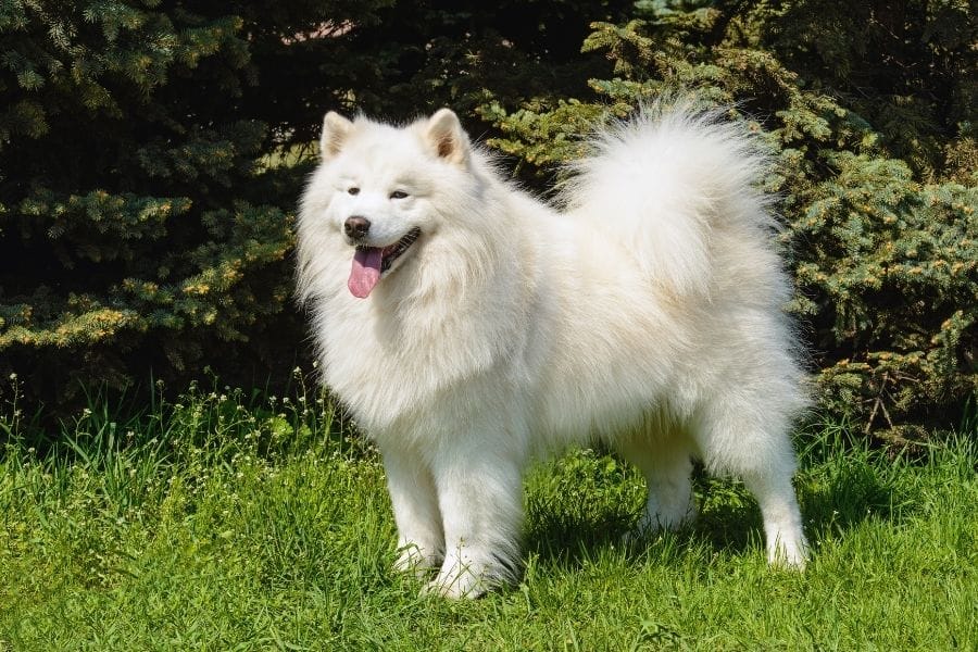 samoyed standing in grass