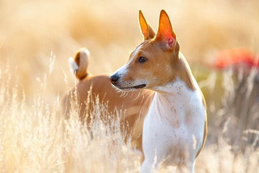 Basenji