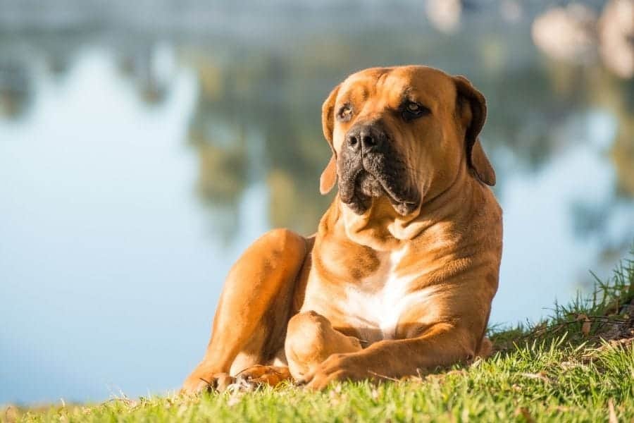 Dog by lake