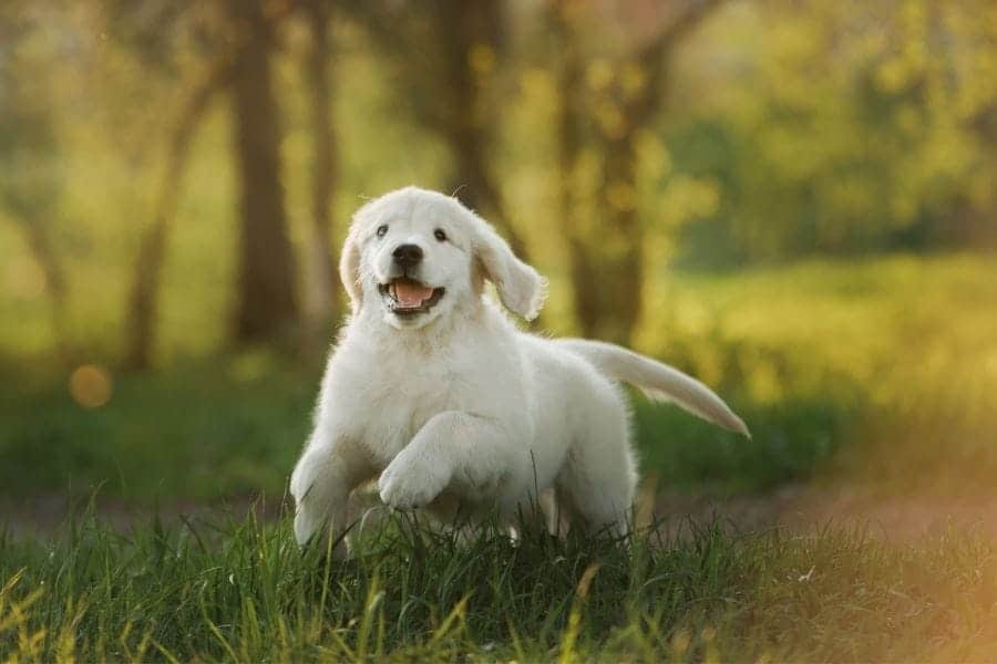 Dog running