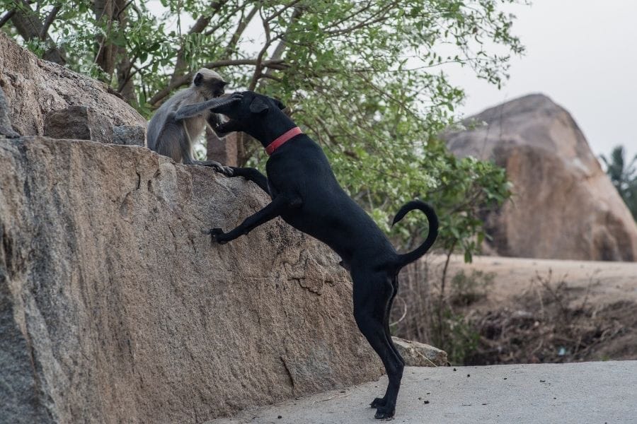 Dog and monkey