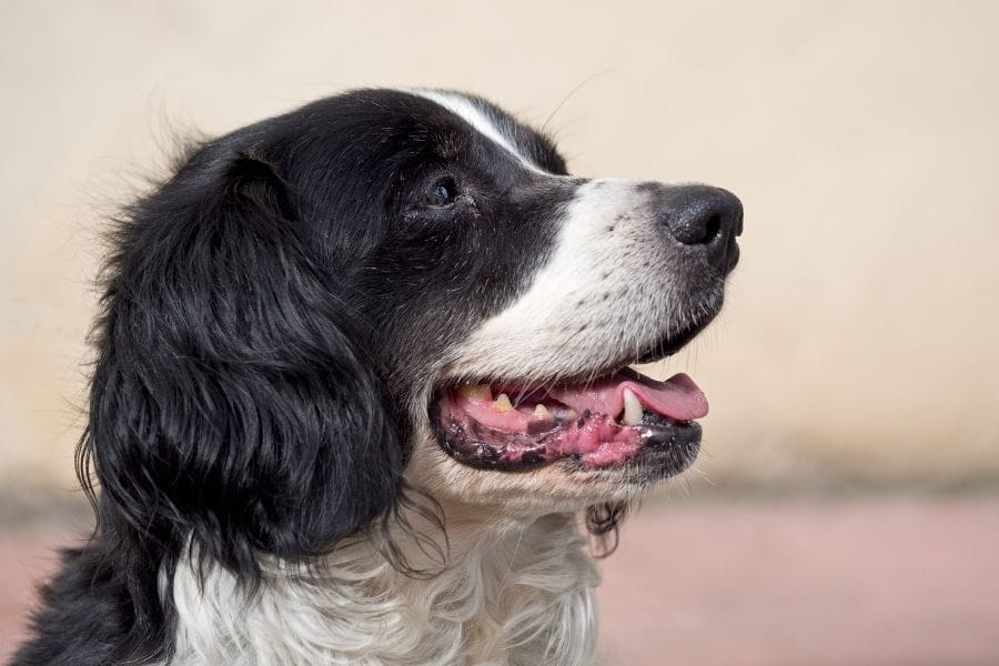 Dark And White Doggie