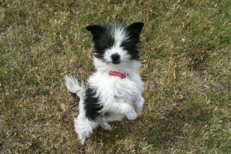 Little puppy standing on hind legs