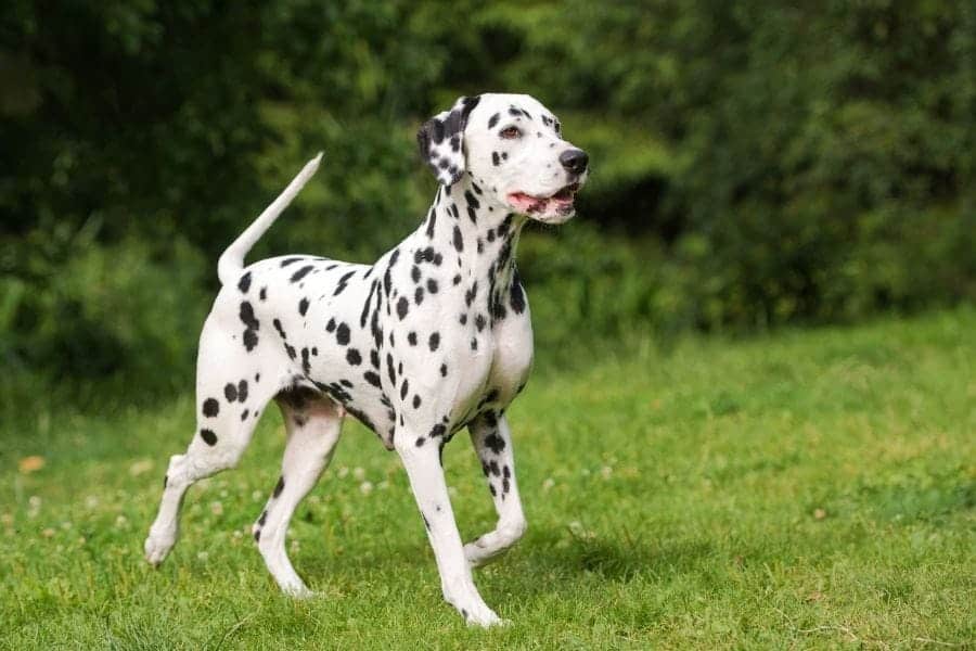 Dalmatian running