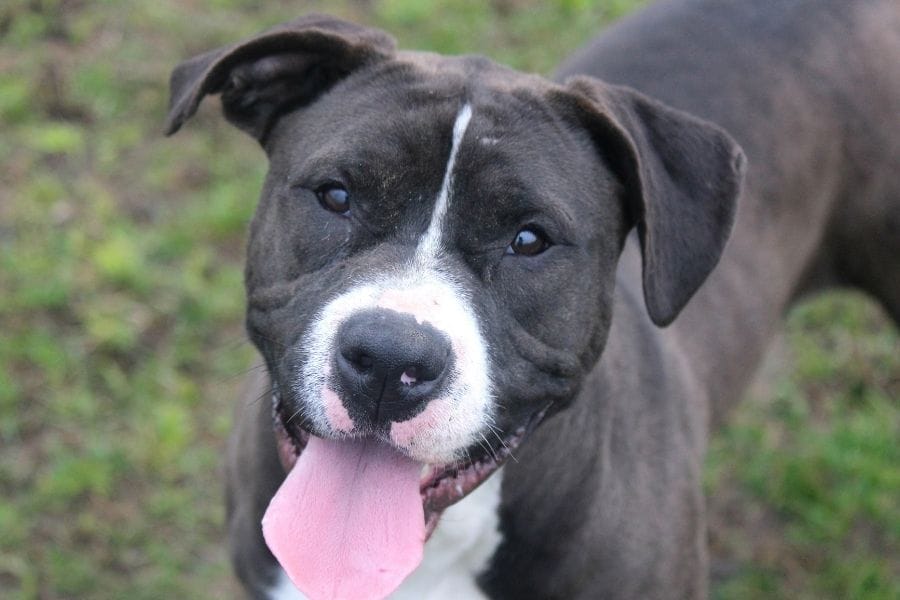 Dog with tongue sticking out