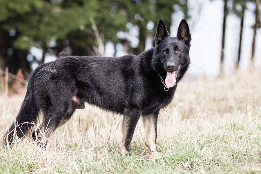 German Shepherd standing in a field