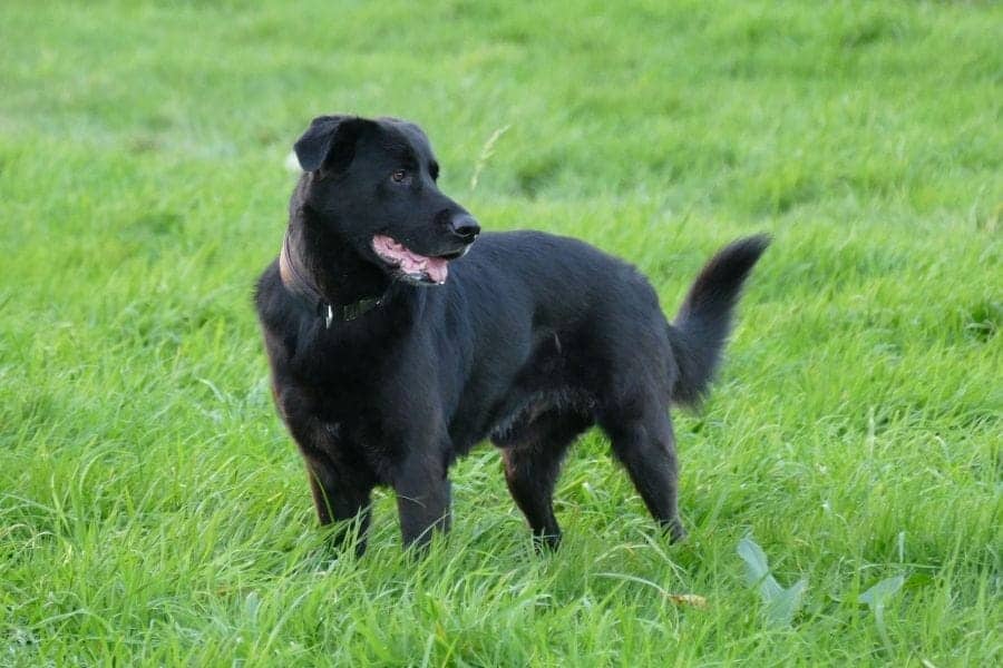 black lab standing in a field of grass