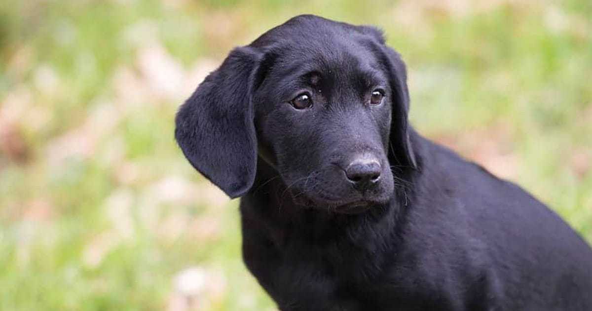 Black Dog Names – 505+ Fantastic Ideas for Your Furry Friend
