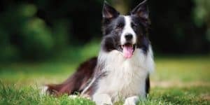 border collie names