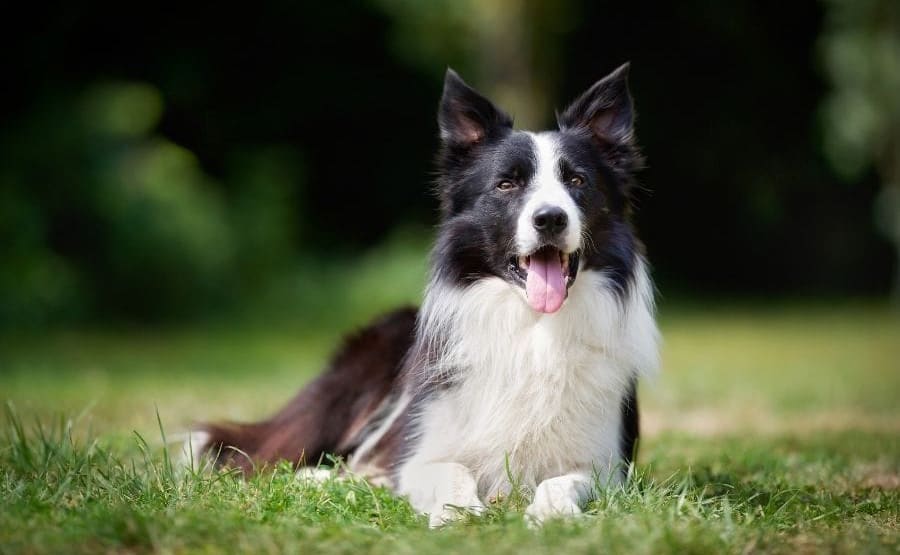 border collie laying in grass