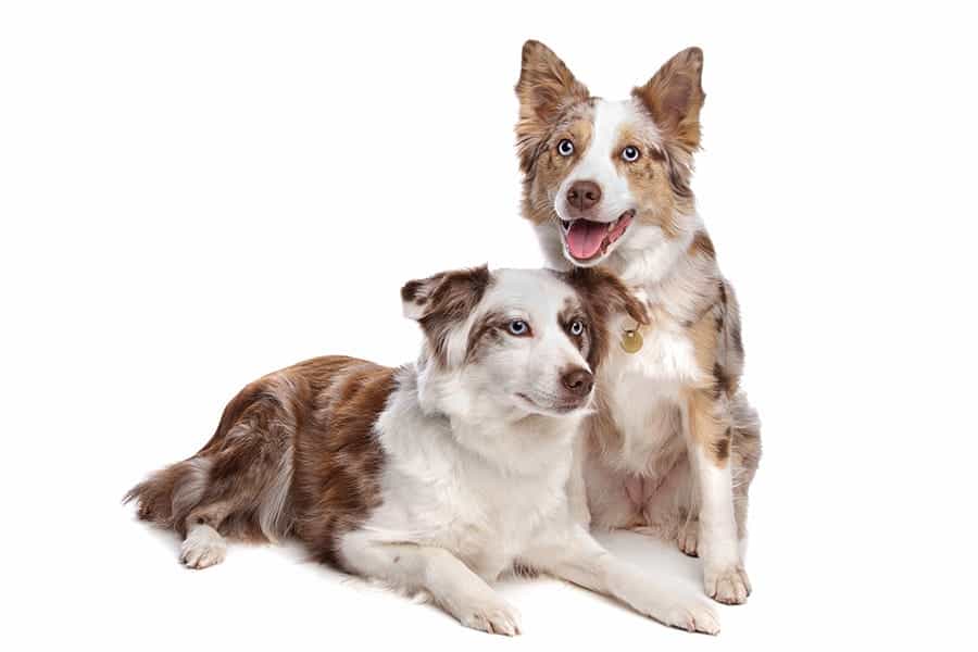 two border collies