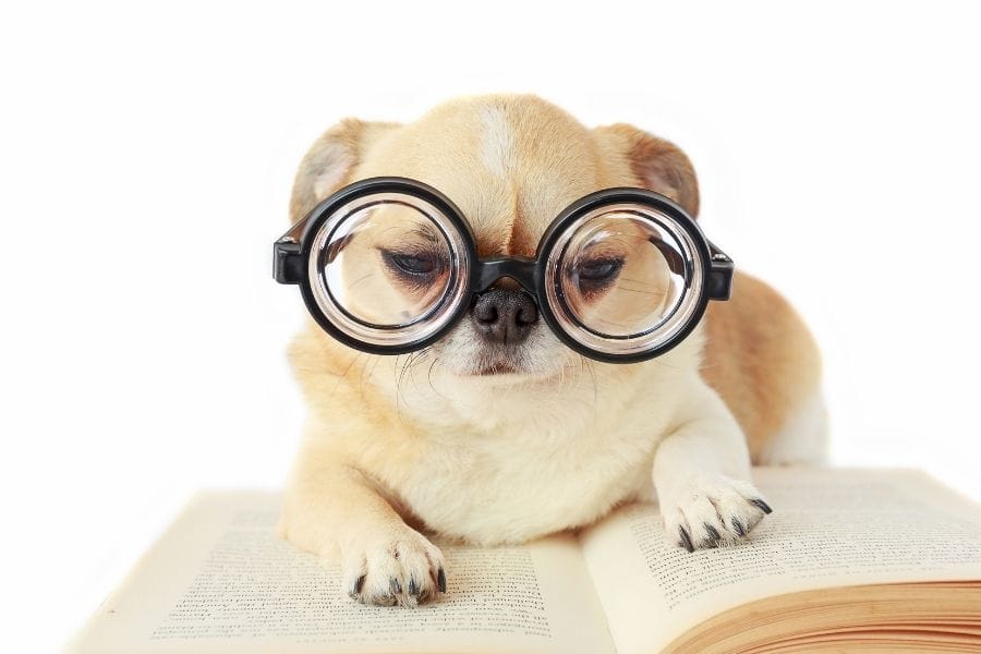 Nerdy dog names cheap