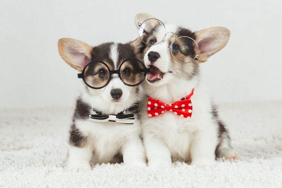 two cute puppies with glasses