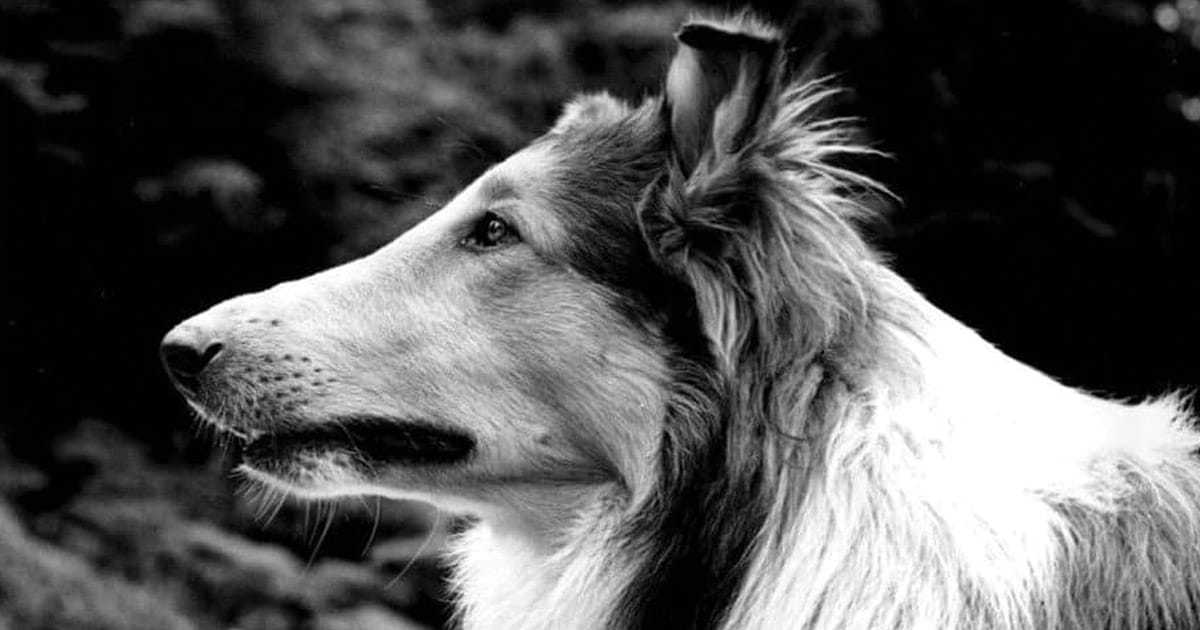 290+ Famous Dog Names - Amazing Dogs from TV, Movies & Real Life! 290+ Famous Dog Names - Amazing Dogs from TV, Movies & Real Life!
