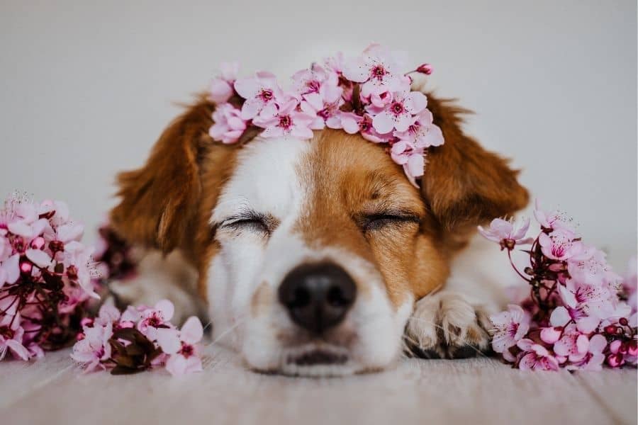 cute dog with flowers