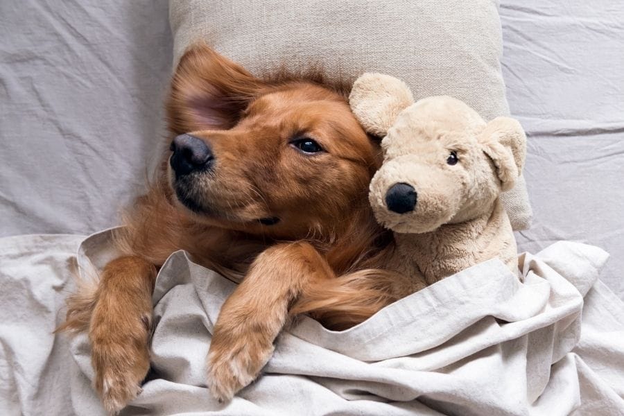 golden retriever puppy with stuffed animal