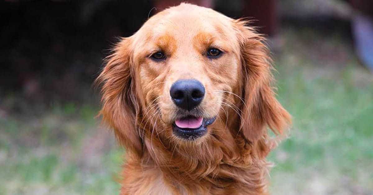 Golden Retriever Dog Grooming Guide | Groomers