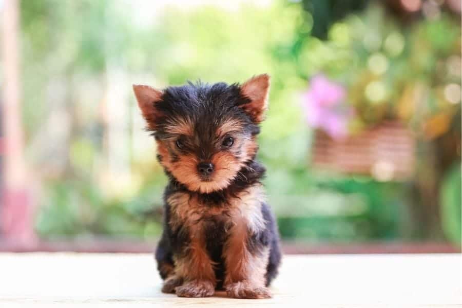 Yorkie puppy