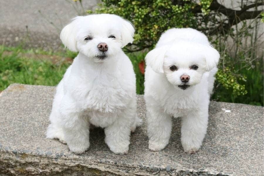 small white puppies