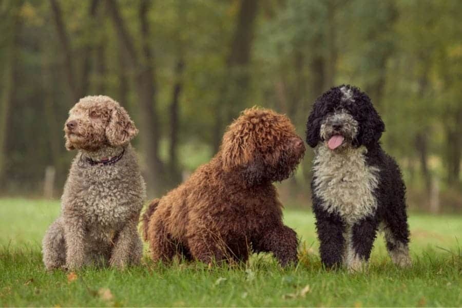 group of three curly haired puppies