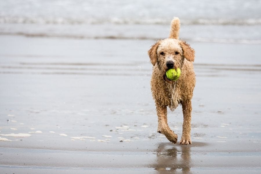 dog running by the water with a tennis ball
