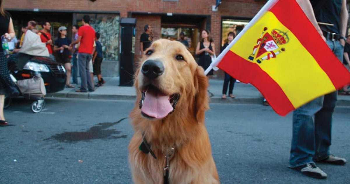 Spanish Dog Names - 315+ Awesome Spanish Names