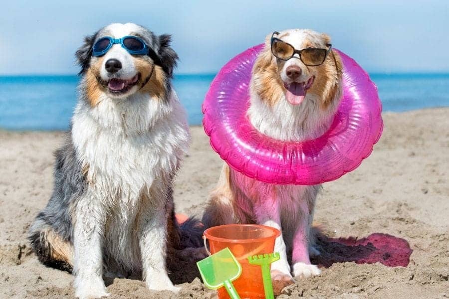 funny dogs at the beach