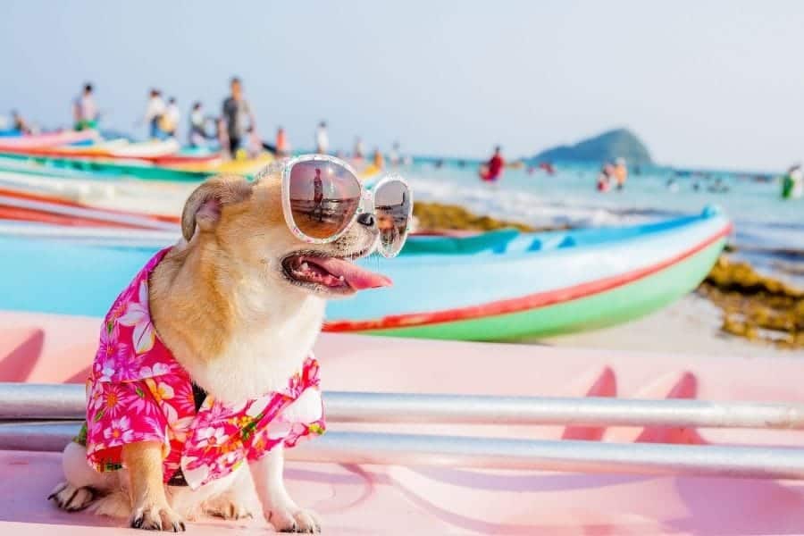 hawaiian dog with sunglasses