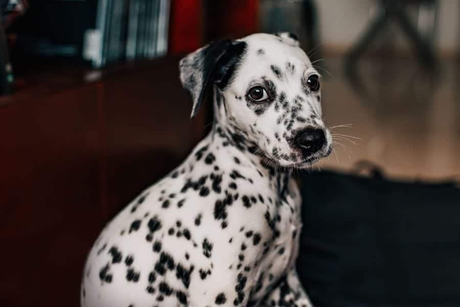 Dalmatian puppy