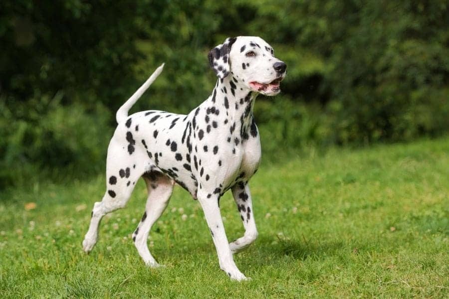 Dalmatian names