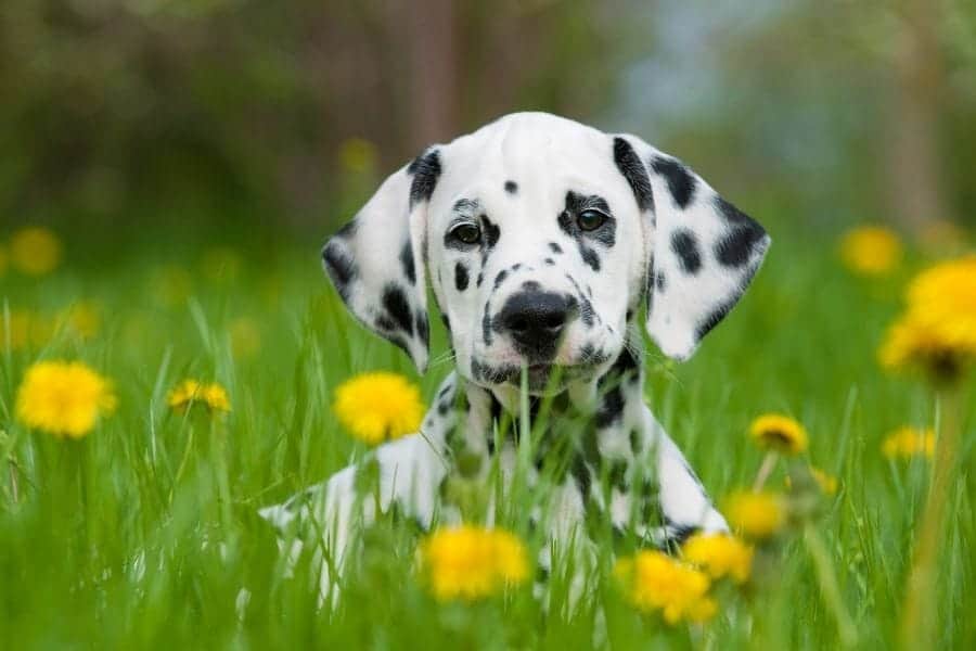 Dog in flowers