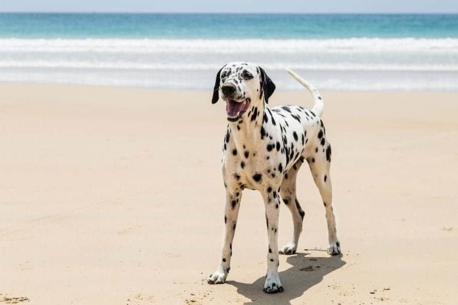 Dog on beach