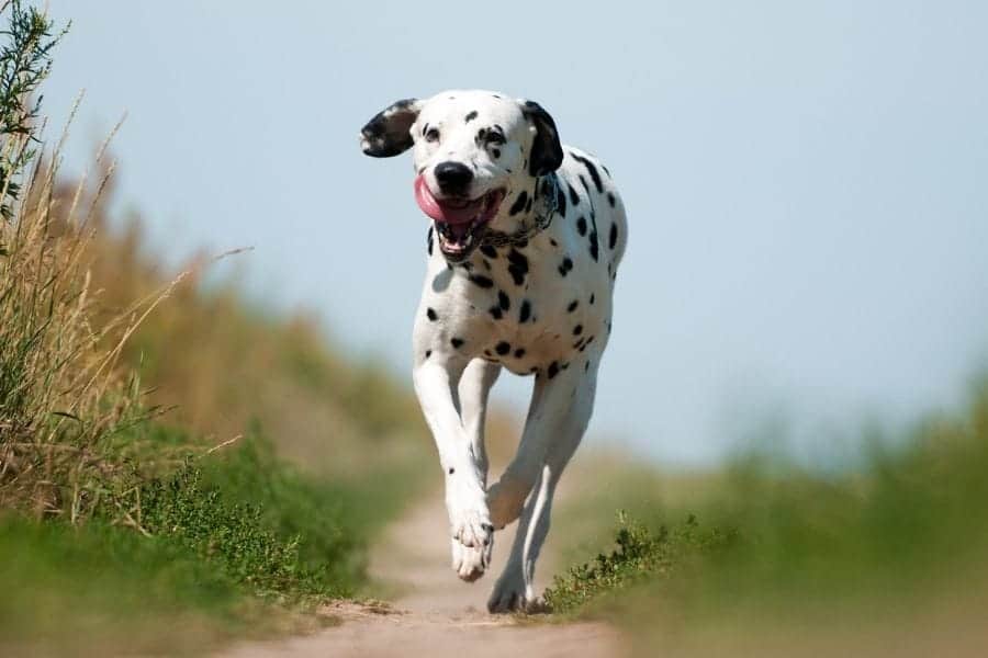 Dog running