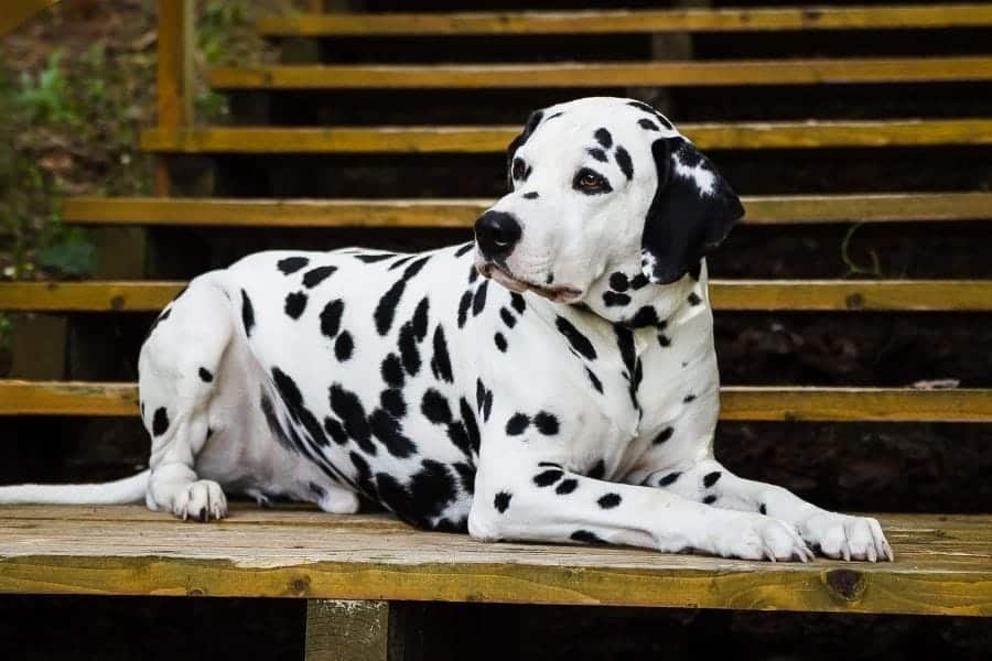 Dalmatian sitting on bench - spotted dog names