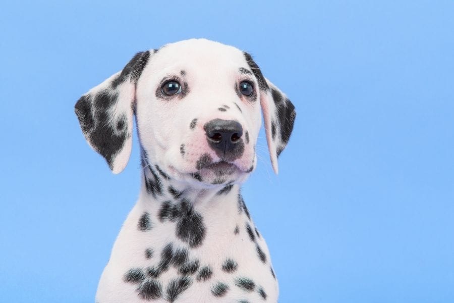 Dalmatian names puppy