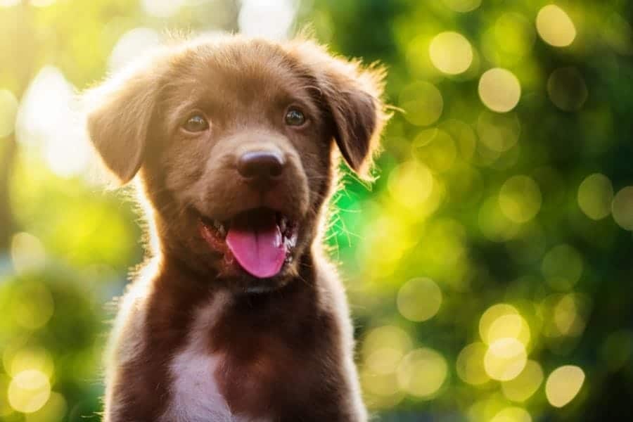 Brown puppy