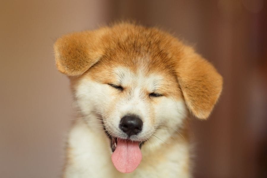 Korean Dog Names – 230+ Beautiful Ideas - My Dog\'s Name